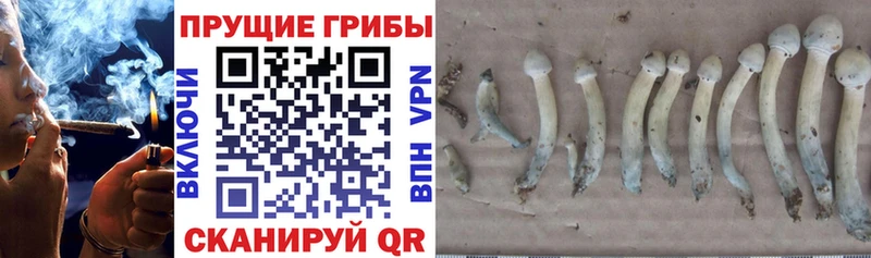 как найти закладки  Козьмодемьянск  Галлюциногенные грибы MAGIC MUSHROOMS 